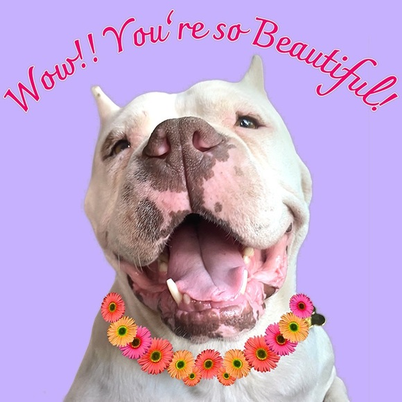 Seychelles “not just for Dance” Shoe size 8 - Picture 6 of 6